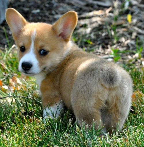 犬 かわいい犬 Sumally サマリー