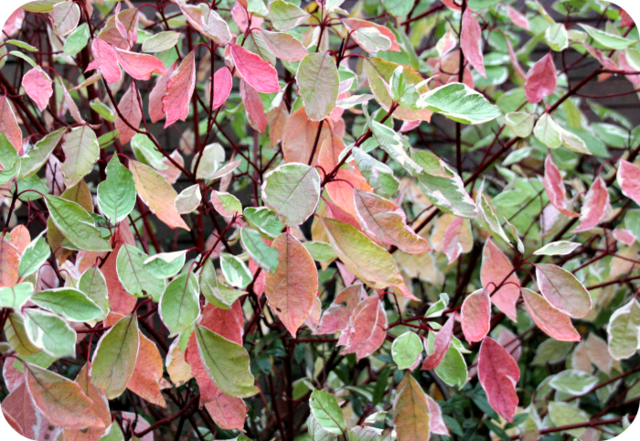 Changing Leaves