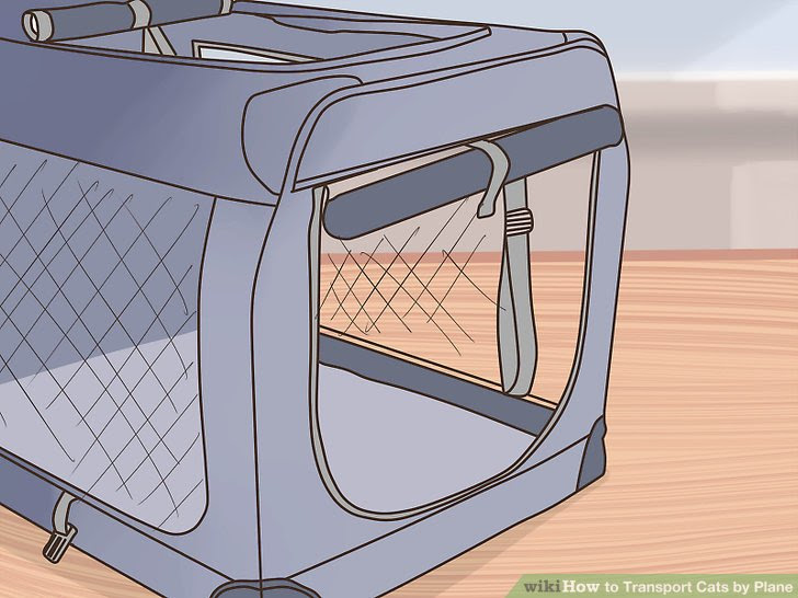 Transport Cats by Plane Step 4 Version 2.jpg