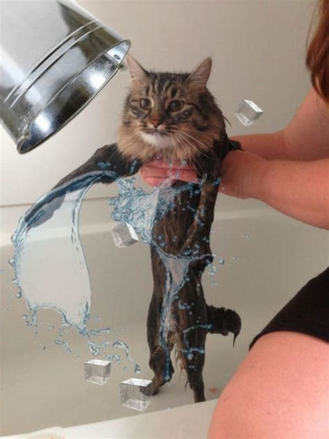 View current promotions and reviews of plug in air fresheners and get free shipping at $35. This New Wet Cat Meme Is Dominating The Internet (40 pics)