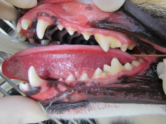 歯科の治療例 埼玉 上尾で動物病院をお探しの方へ フジタ動物病院