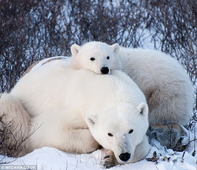 Cute: A polar bear and cub are photographed from a Tundra Buggy in northern Manitoba