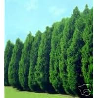 Thuja Green Giant Arborvitae Plants Lot of 15