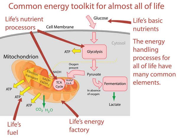 Cellular Respiration