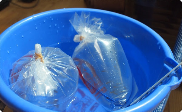 アクアリウム 購入した熱帯魚を水槽に入れる手順 水合わせ方法 主役は水草