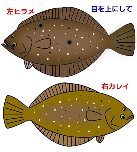 ヒラメとカレイの違いは 味や見分け方 右向きと左向き 口等でも判断できる 食生活研究所 食 ラボ