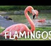 Baby Flamingo Facts For Kids