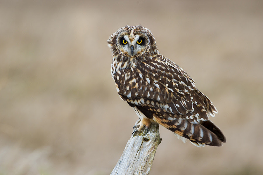 500px favs, rg443
