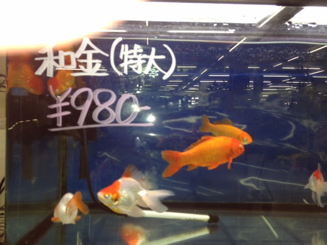 水槽での金魚の適正飼育数と和金の場合 適当金魚