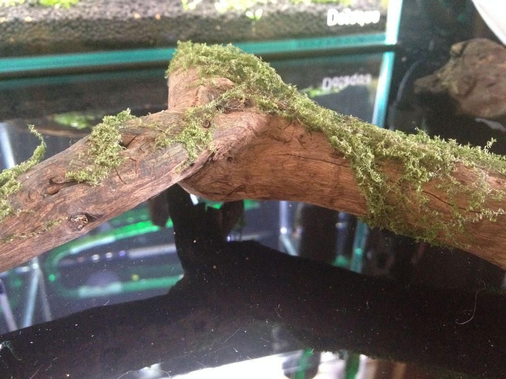 凄まじい生命力 ２週間陸に忘れられていた南米ウィローモスだが