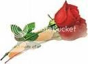 bunga mawar Pictures, Images and Photos