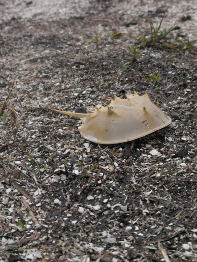 horseshoe crab diagram. hot The Horseshoe crab is an