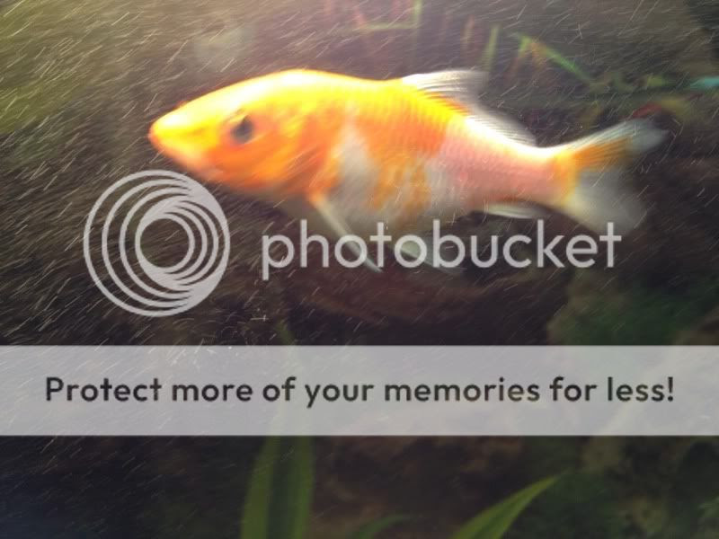 Is my Koi Fish pregnant!? - The Fish Tank - Turtle Forum