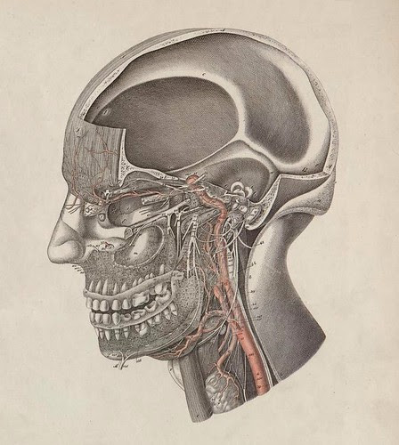 Skull/Face cross-sectional view