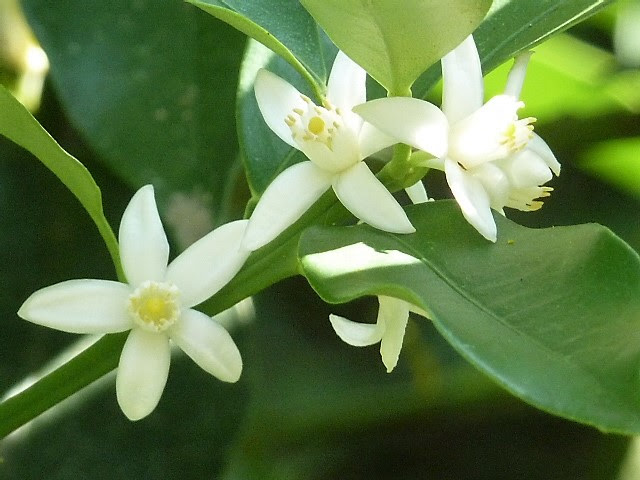 金柑の花 黄金の雨になって