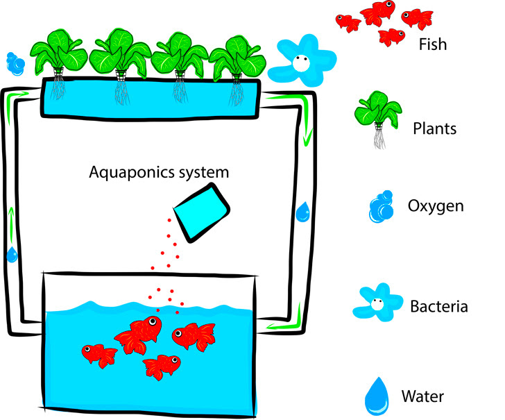 aquaponics diagram