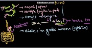 Helicobacter pylori introduction