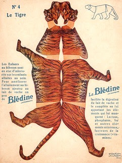 bledine tigre
