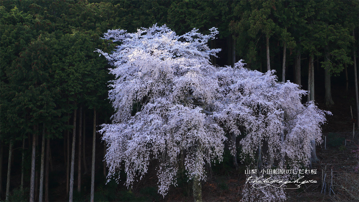 小田船原のしだれ桜 の壁紙 1366x768