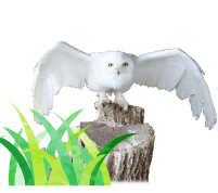 東北サファリパーク 世界各国から様々な動物たちが大集合