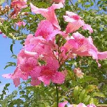 はなq 花の色から検索 夏に咲くピンク 桃色の花を写真で探す草花 樹木の図鑑