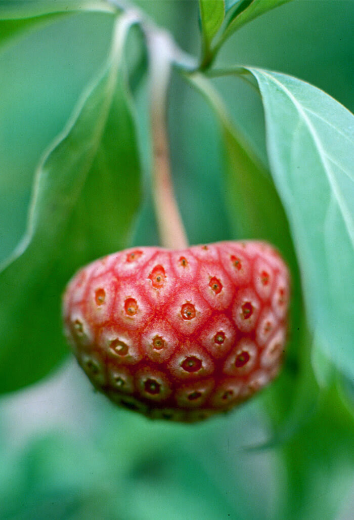Cornus capitata fruit