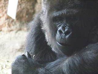 ニシローランドゴリラ Zoo 21st 21世紀の動物園