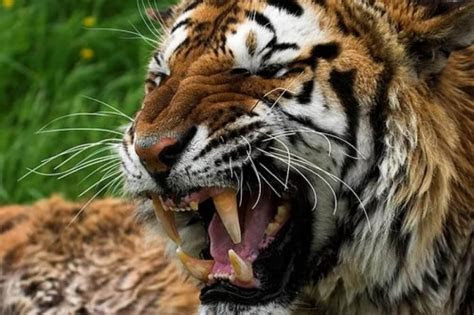 hewan langka  indonesia  dunia  terancam punah bukubiruku