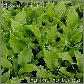 Hosta fortunei - Funkia Fortune'a