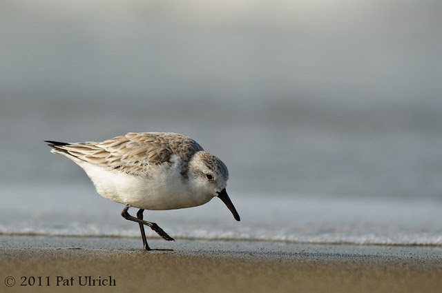 Sanderling stepping into Monday - Pat Ulrich Wildlife Photography