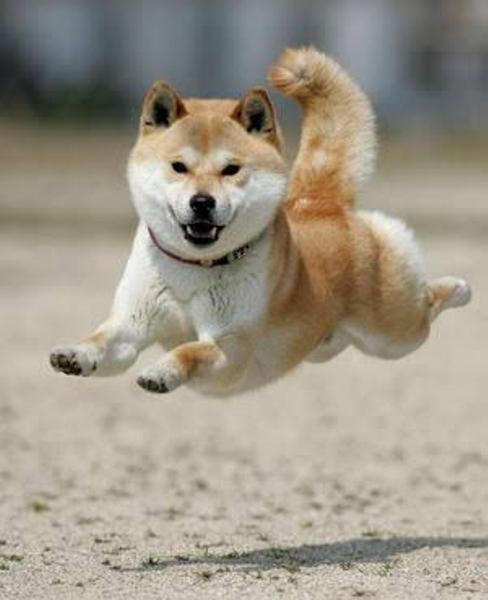 犬が竜巻旋風脚をするとこうなる 犬へのボケ 7539 ボケて Bokete