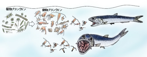 特集 新しい大阪湾づくり われらの 里海 大阪湾の今を知ろう Vol6 2なぎさ海道 なぎさ海道