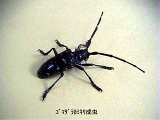 ゴマダラカミキリ