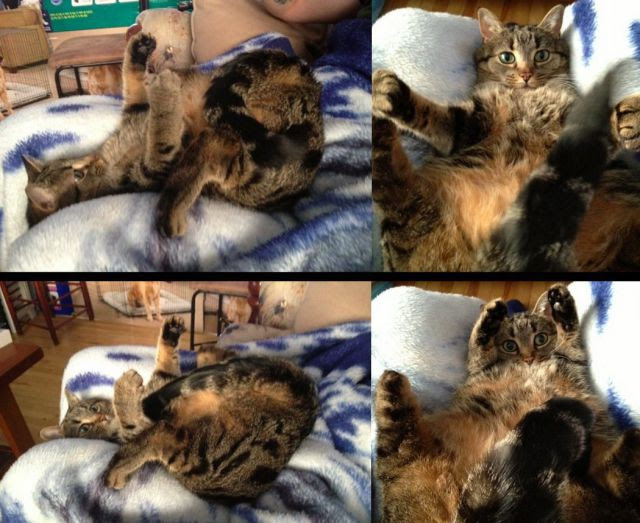 These Funny Animals