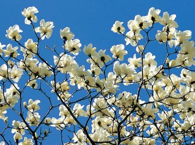 白れん 春 と白蓮 夏 紛らわしい季語 ５俳１僧３テニス