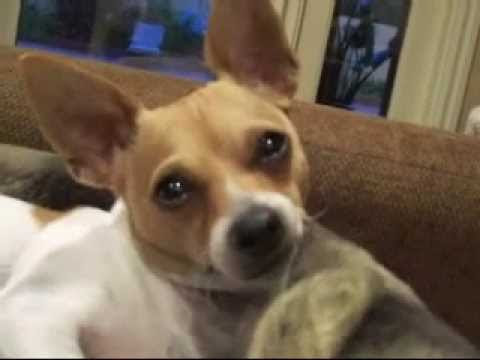 Dog interacts with Tiger Woods apologized âº