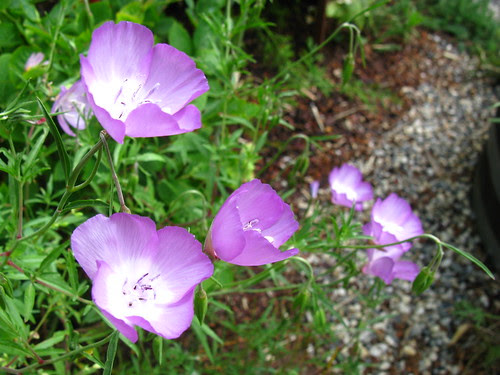2009-06-06; Clarkia bottae