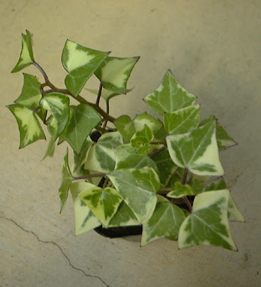 セネシオ Senecio キク科 Asteraceae