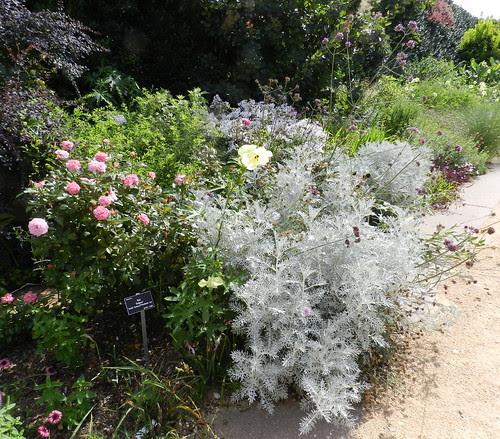 todayflowersDSCN9478