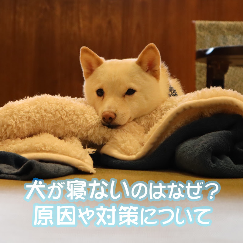 犬が寝ないときの原因や対策について 犬の総合情報サイト ペットスマイルニュースforワンちゃん
