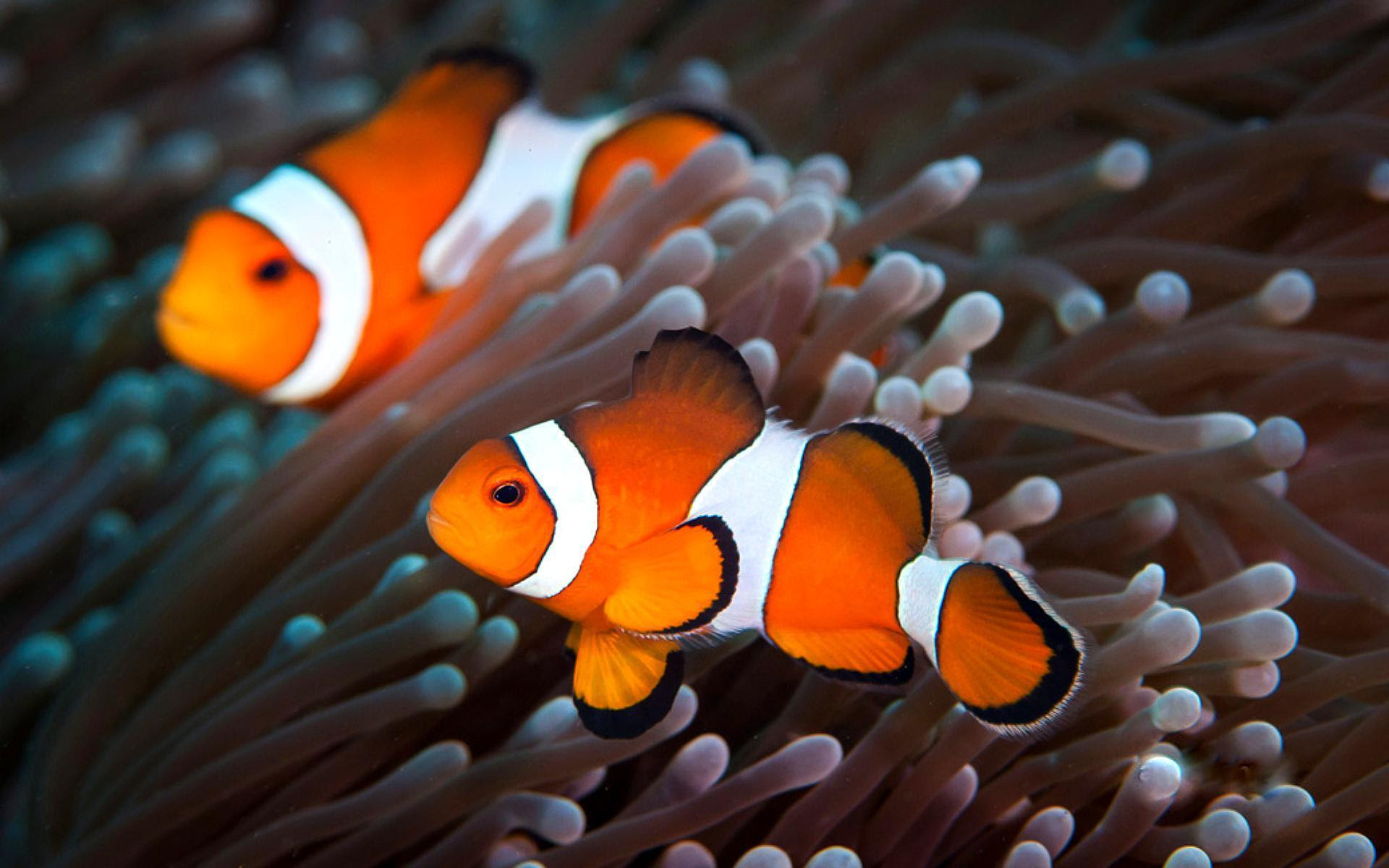 Clownfish Wallpapers Wallpaper Cave Clownfish Wallpapers Wallpaper Cave