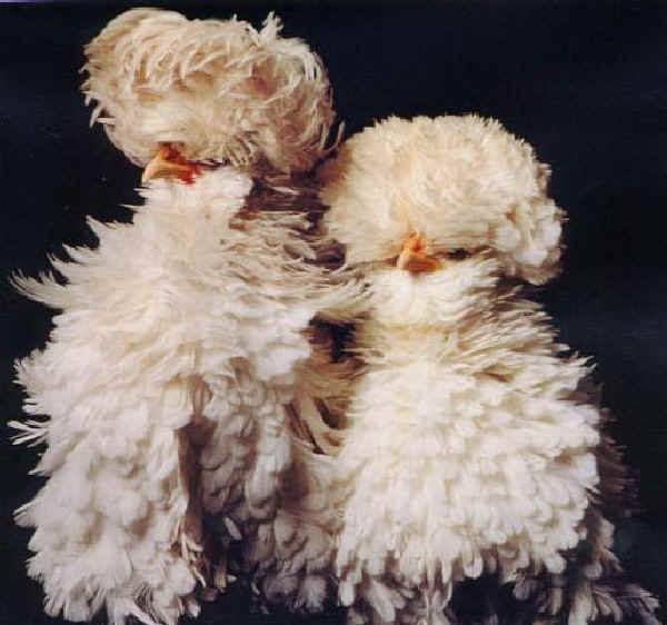 Chicken Breeds, Chicken Coops, The Farms, Big Birds, Italian Chicken 