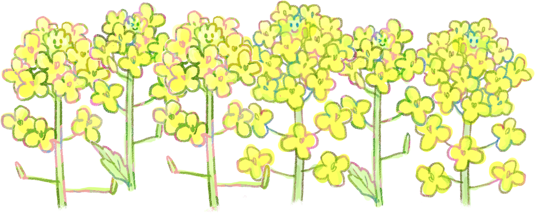菜の花イラスト 早春の挿絵に 1輪 3輪 ライン 可愛い無料イラスト素材集