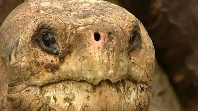  Lonesome George