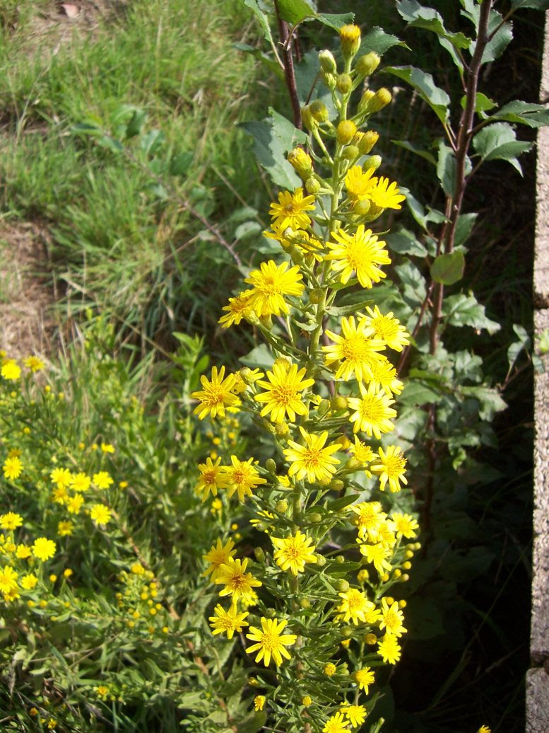Inule visqueuse - dittrichia viscosa - Photo de fleur sauvage