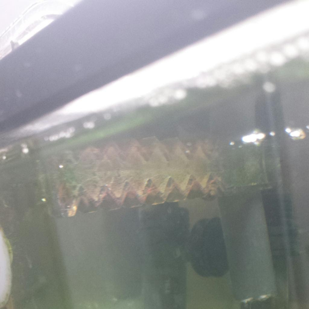 淡水で赤いコケ アクアルバム