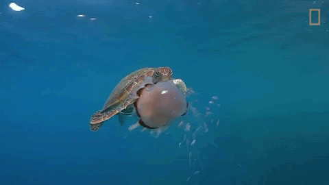 gif wallpaper turtles