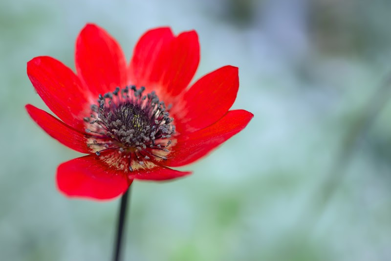 アドニスの花言葉は はかない恋 君を愛す ではない チャンプルー