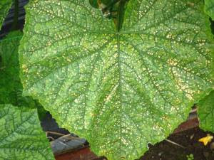 キュウリの病気 毎日が日曜日