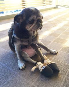 シニア犬がまったくご飯を食べない 老衰かなと思ったときにオススメの対処法